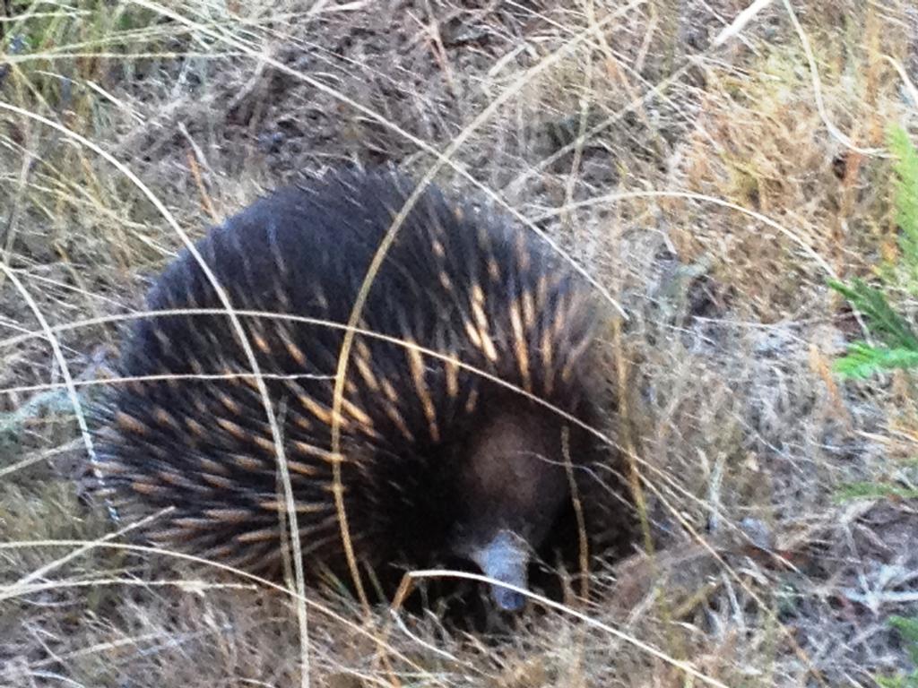 Countryside Retreat Romantic Tranquil Native Wildlife Township Hepburn - Daylesford Hepburn Springs Bagian luar foto